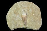 Fossil Plesiosaur (Zarafasaura) Tooth In Rock - Morocco #102080-1